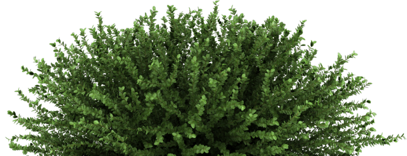 bush