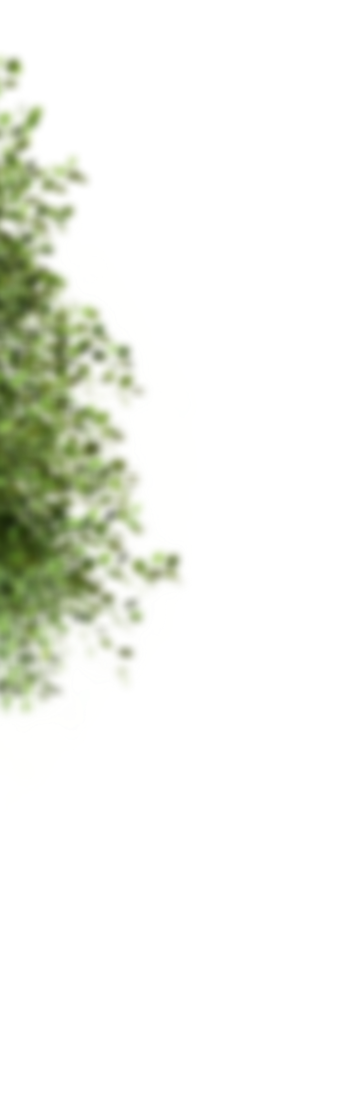 bush
