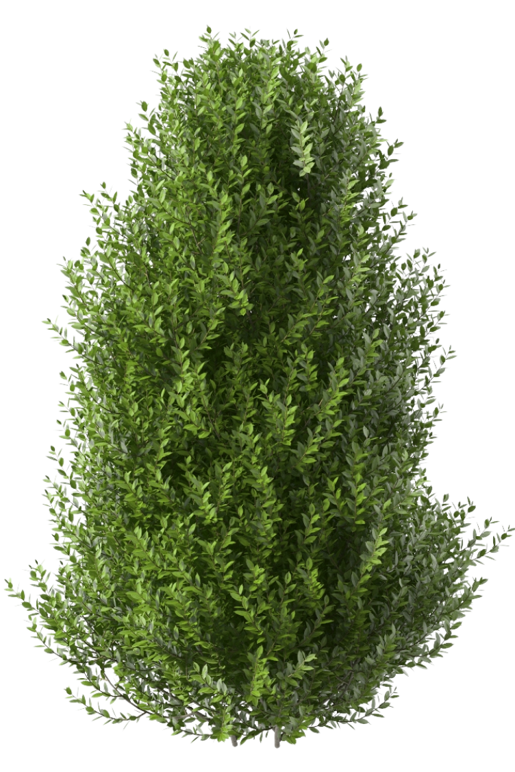 bush