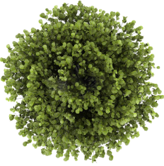 bush