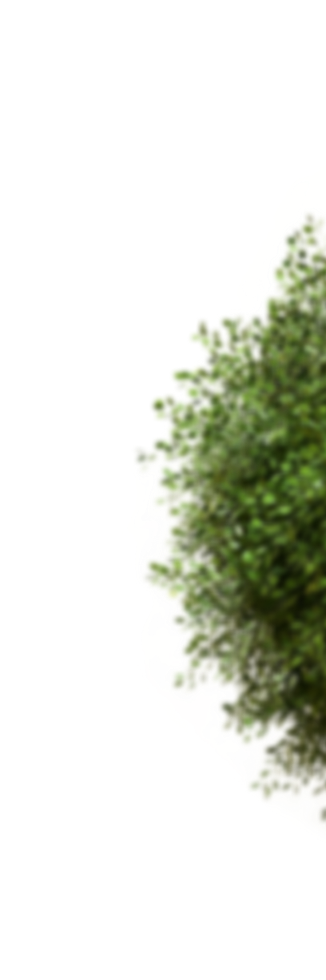 bush