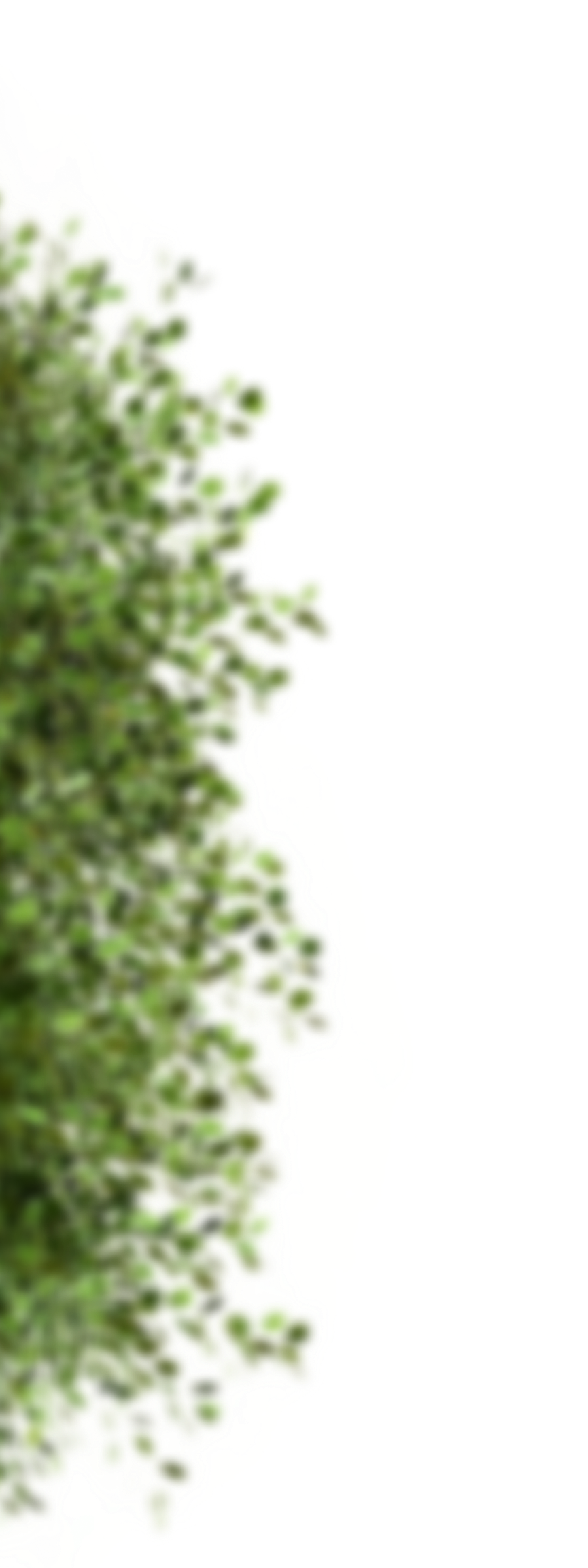 bush